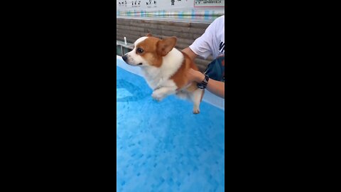 Corgie going for a Swim