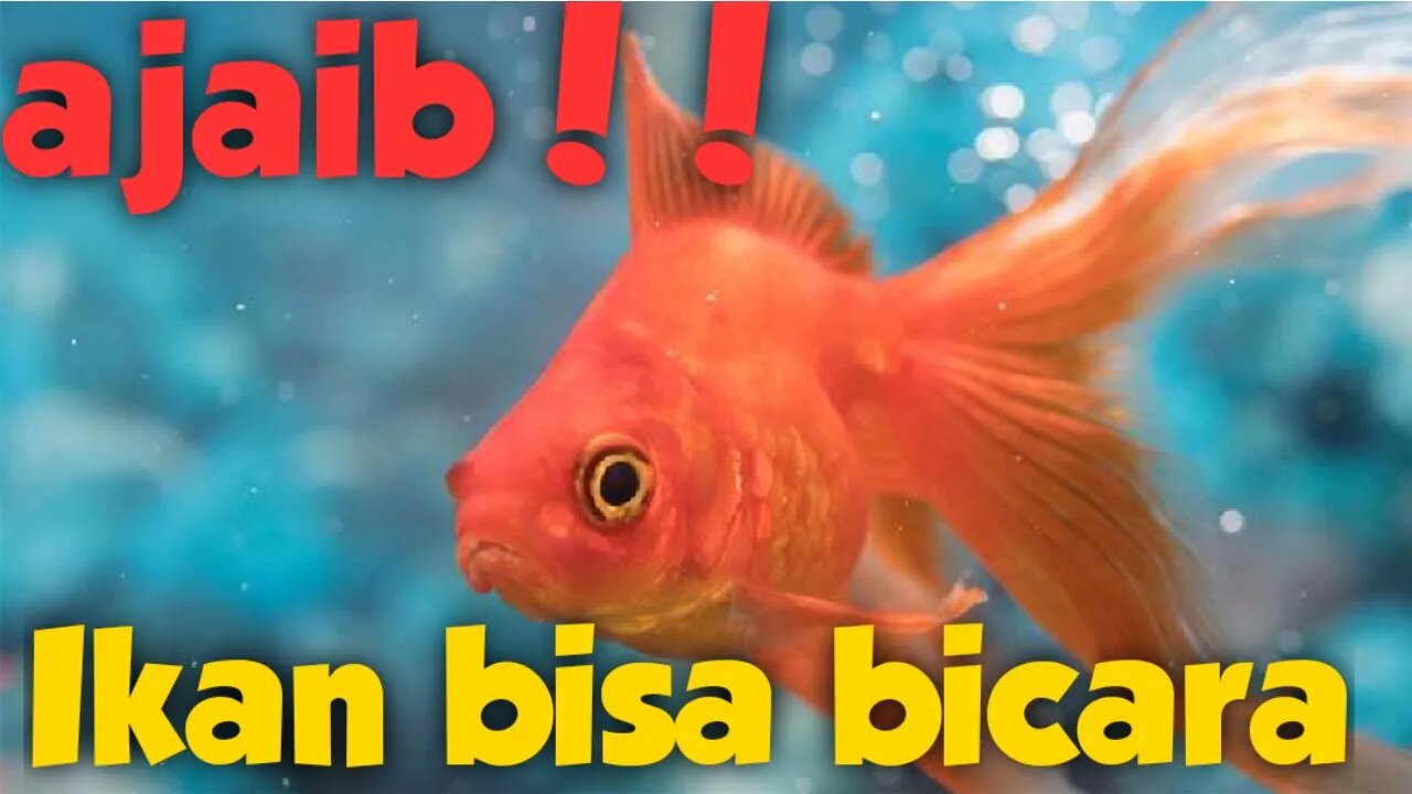 aneh tapi nyata hewan bisa bicara | my talking pet app