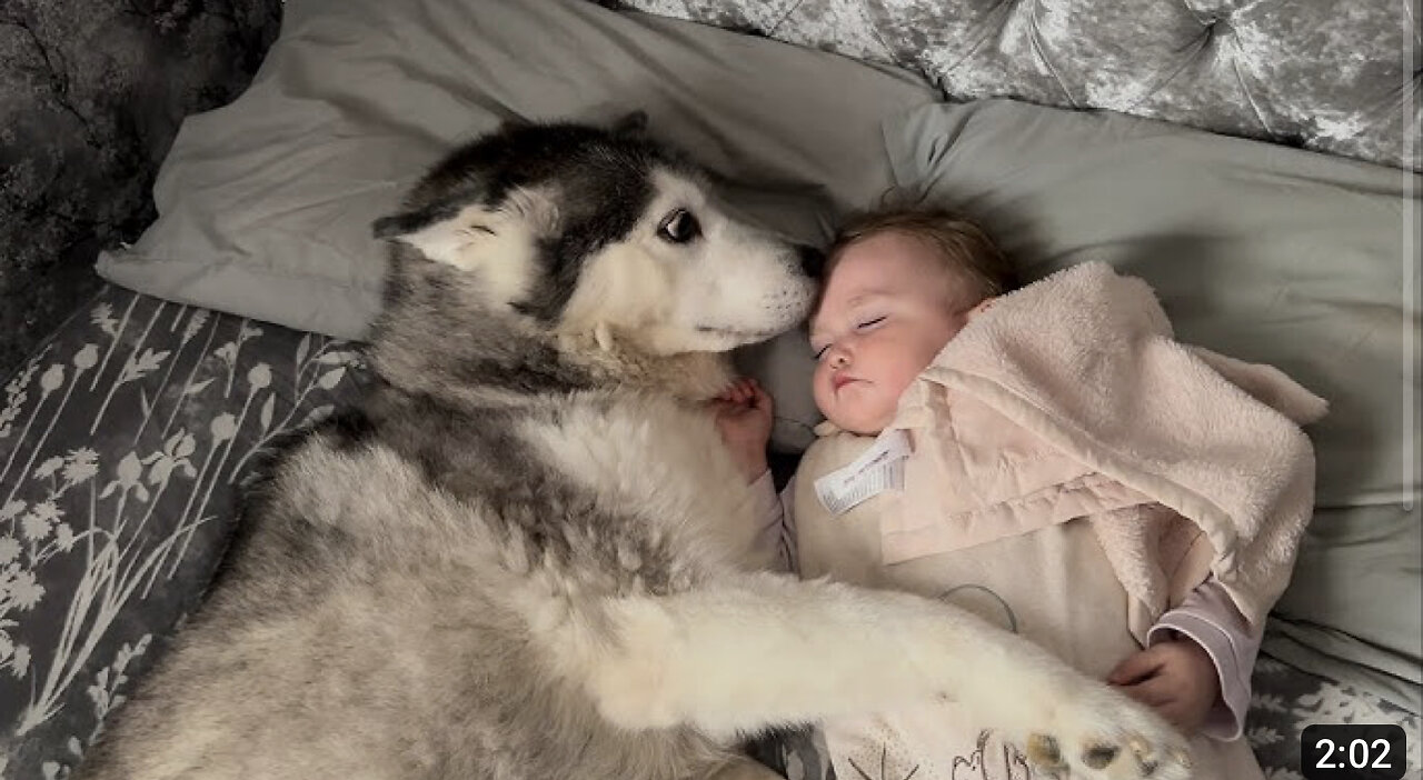 My Husky REFUSES To Leave Babies Side!🥹. They Fall Asleep Cuddling!😭