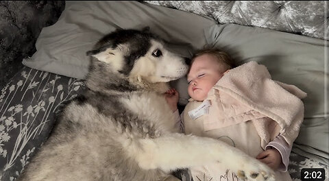 My Husky REFUSES To Leave Babies Side!🥹. They Fall Asleep Cuddling!😭