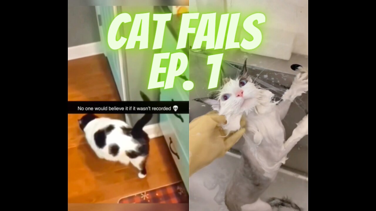 Cat fails