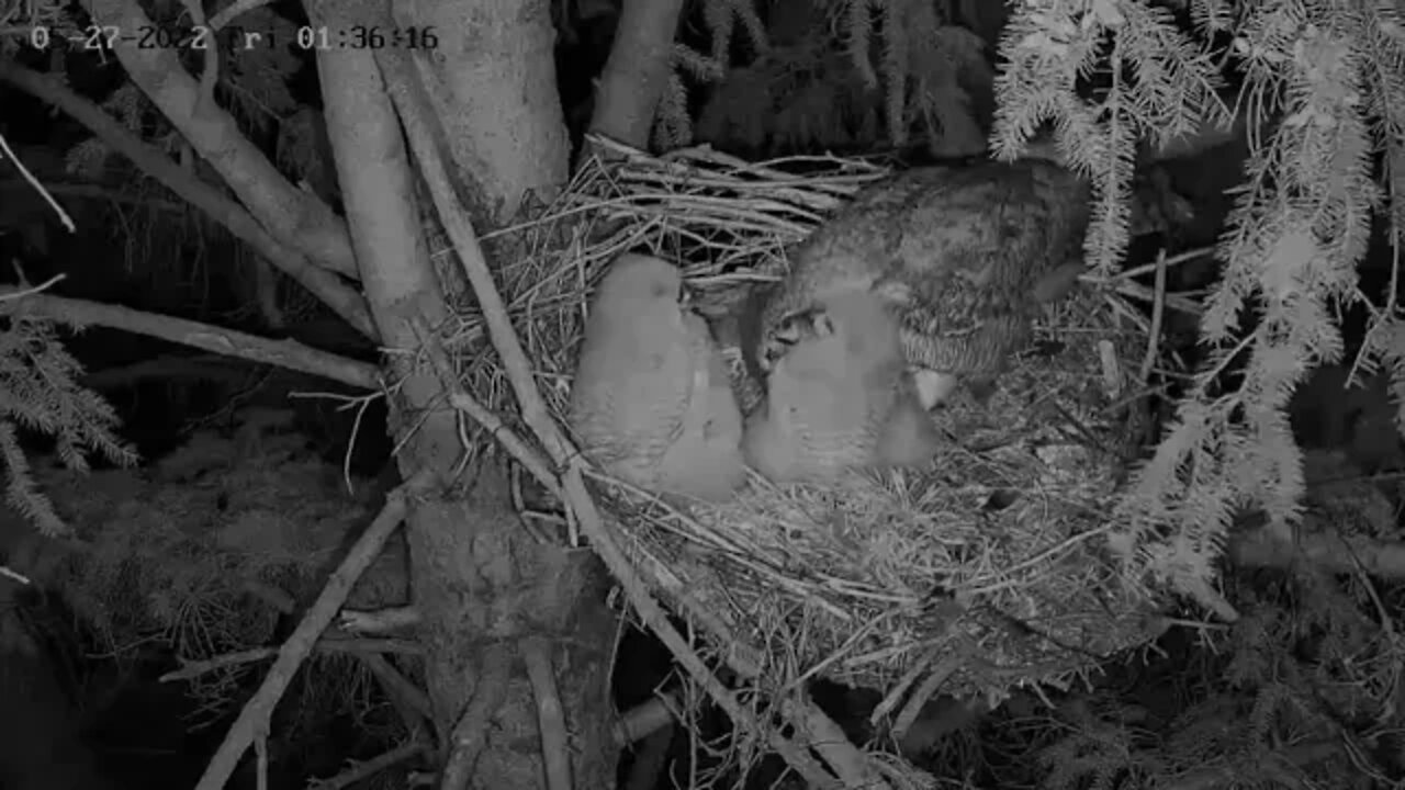 Ellis Farm-Mom Returns With a Juvie Rat 🦉 5/27/22 01:34