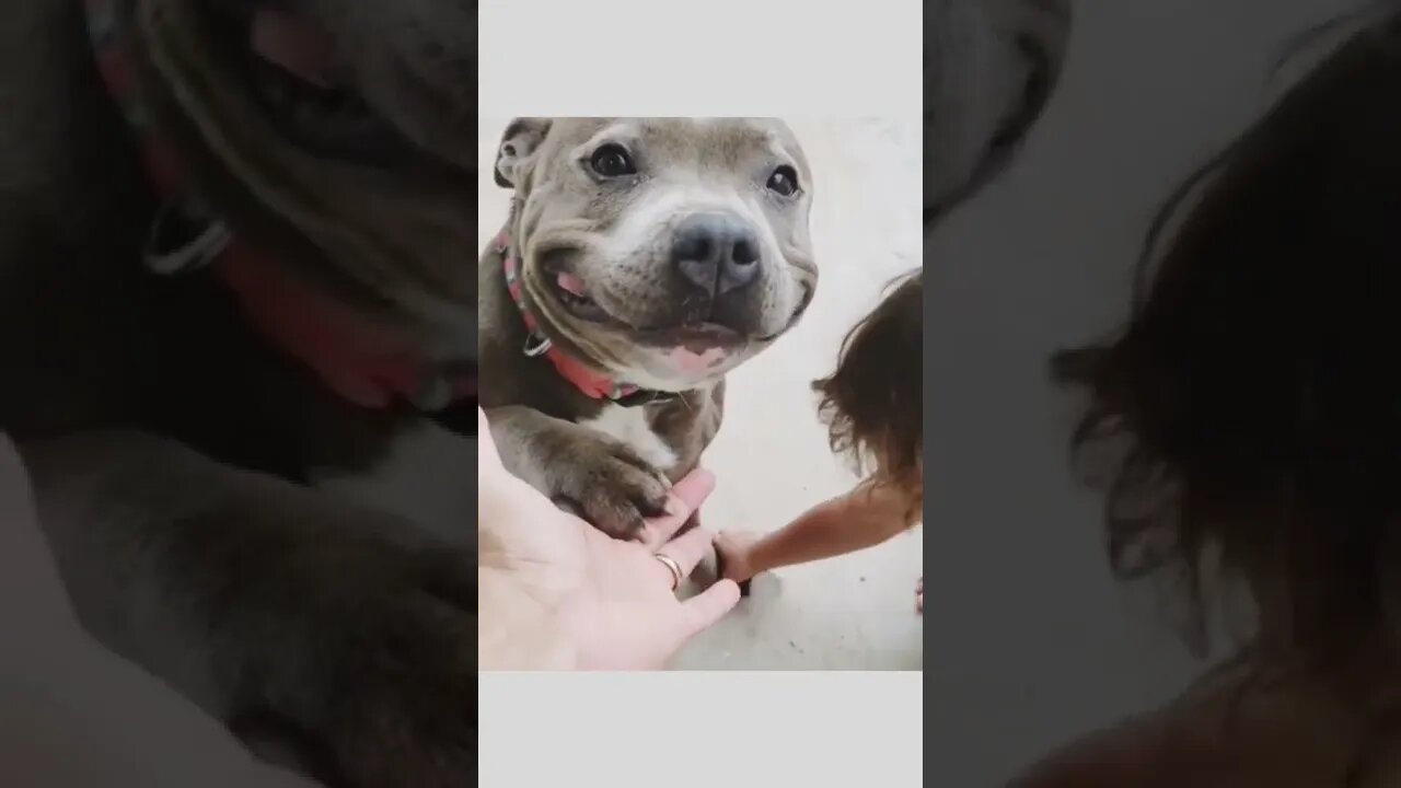 Such a sweet smile...🐕🐾☺️