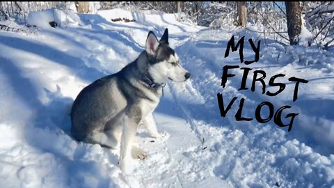 I am a Husky This is My First Vlog❤️