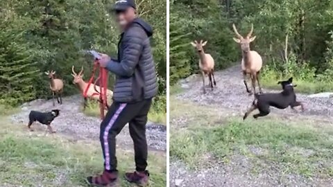 Ignorant tourists unleash dog on elk in National Park