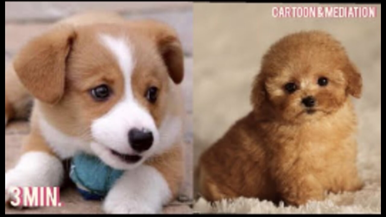 Cute Dog funny videos,Cute Pets funny videos,Dog status,Cute dogs and pets funny things, puppies