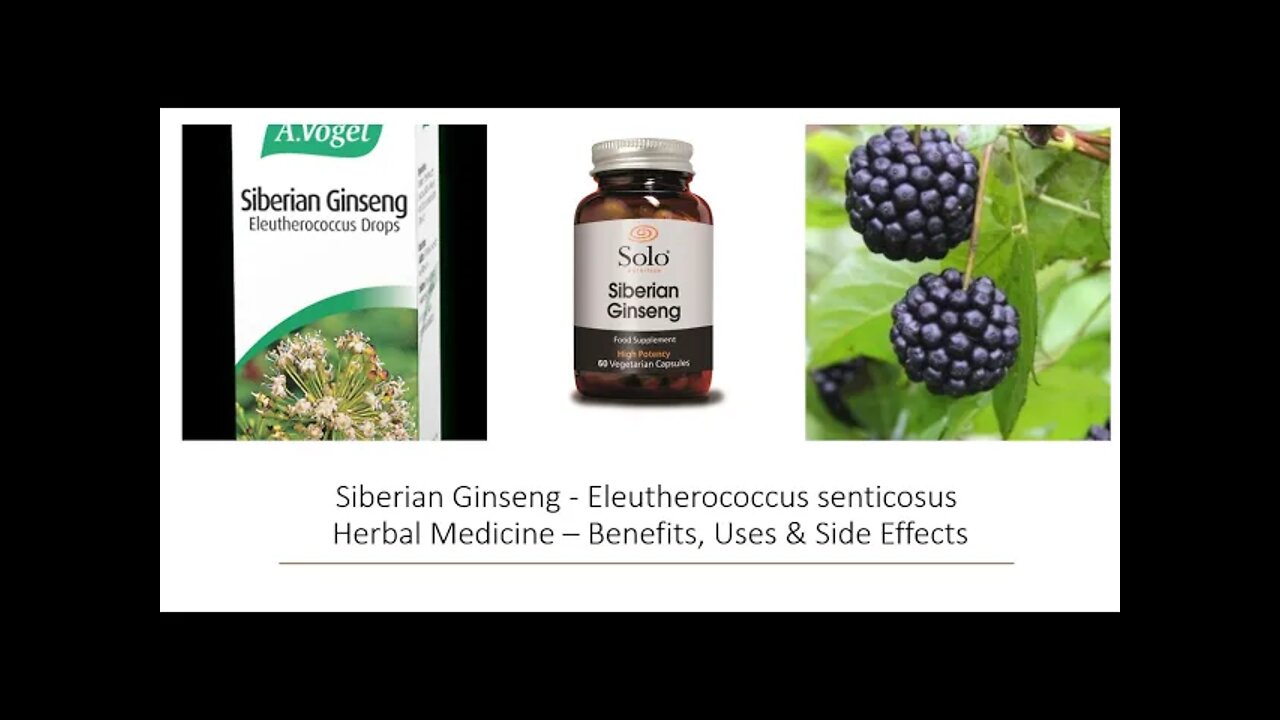 Eleutherococcus - Siberian Ginseng - Herbal Medicine - Benefits, Uses & Side Effects