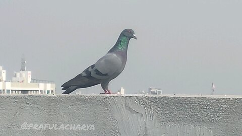 Beautiful Pigeon