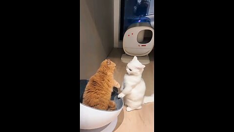 Cat boxing