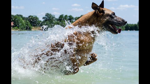 A Swimmer Police Dog! Can you imagine?