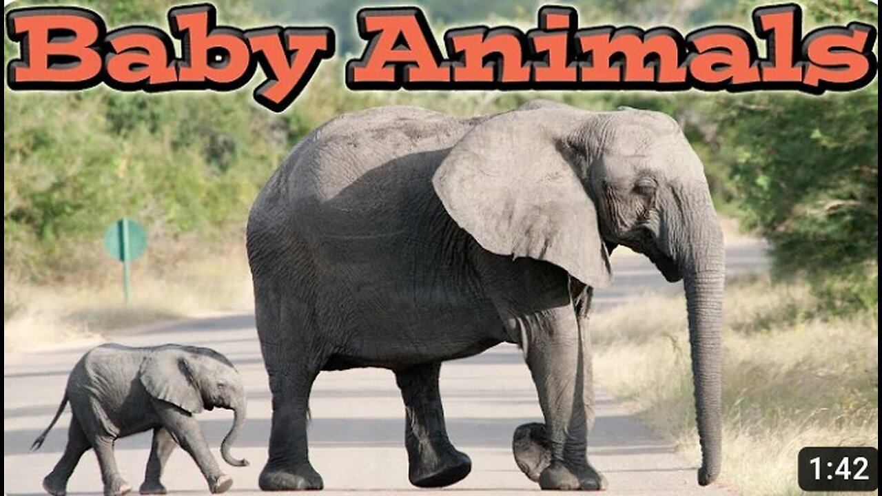 Cute Baby Animals | Kids Learning Videos