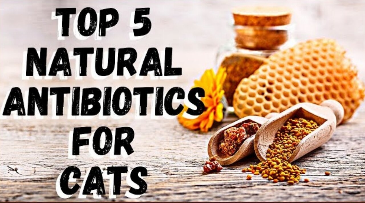 Top 5 Natural Antibiotics for Cats