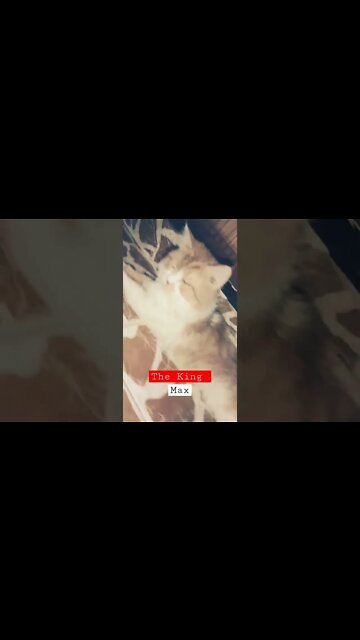 The King 👑 #makeup #persiancats #male #cutecat #shorts #youtubeshorts