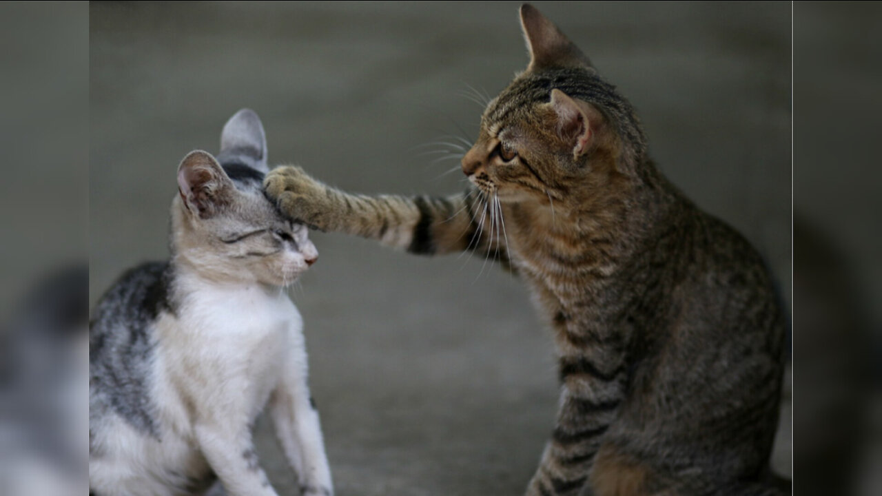 Cute Cats Playing Fun - Adorable Feline Entertainment