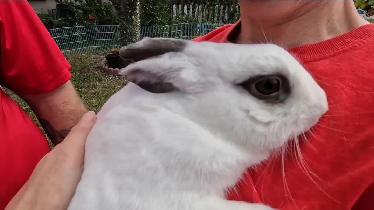 Rabbit rescue in Holiday to host 'Tampa Bay Bunfest' on Saturday to celebrate bunnies