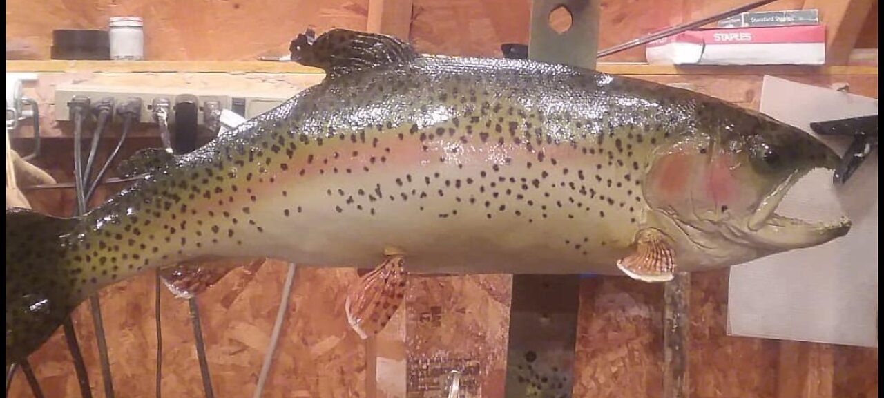 How to Paint a Rainbow Trout(I Paint 3 at once!)