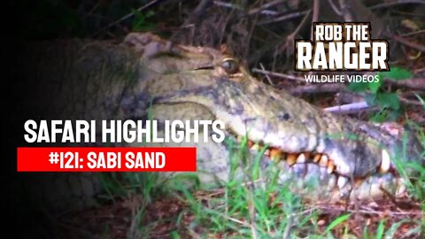 Safari Highlights #121: 30 Oct - 02 Nov 2011 | Sabi Sand Nature Reserve | Latest Wildlife Sightings