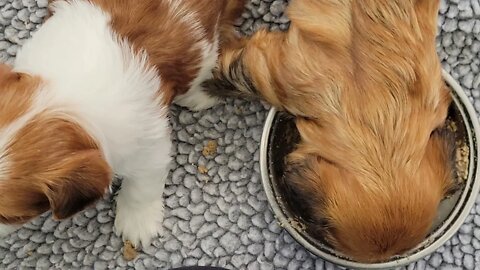 M & N Litters Eating Together