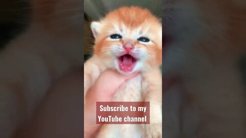 Funny cat videos youtube | Funny cats #shorts #short #viral #viralshorts #viralvideo #viralvideos