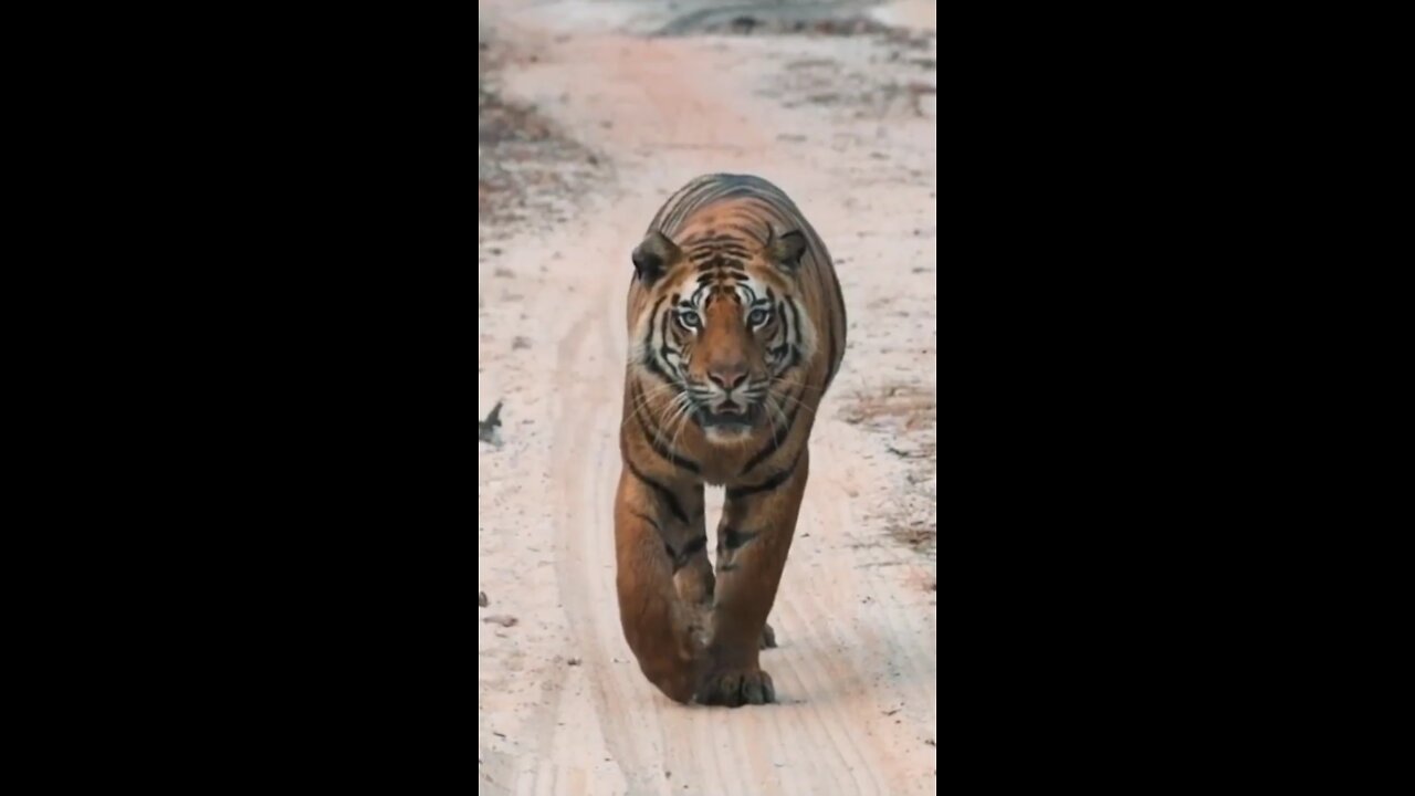 Never give attitude of tiger | tiger attitude |