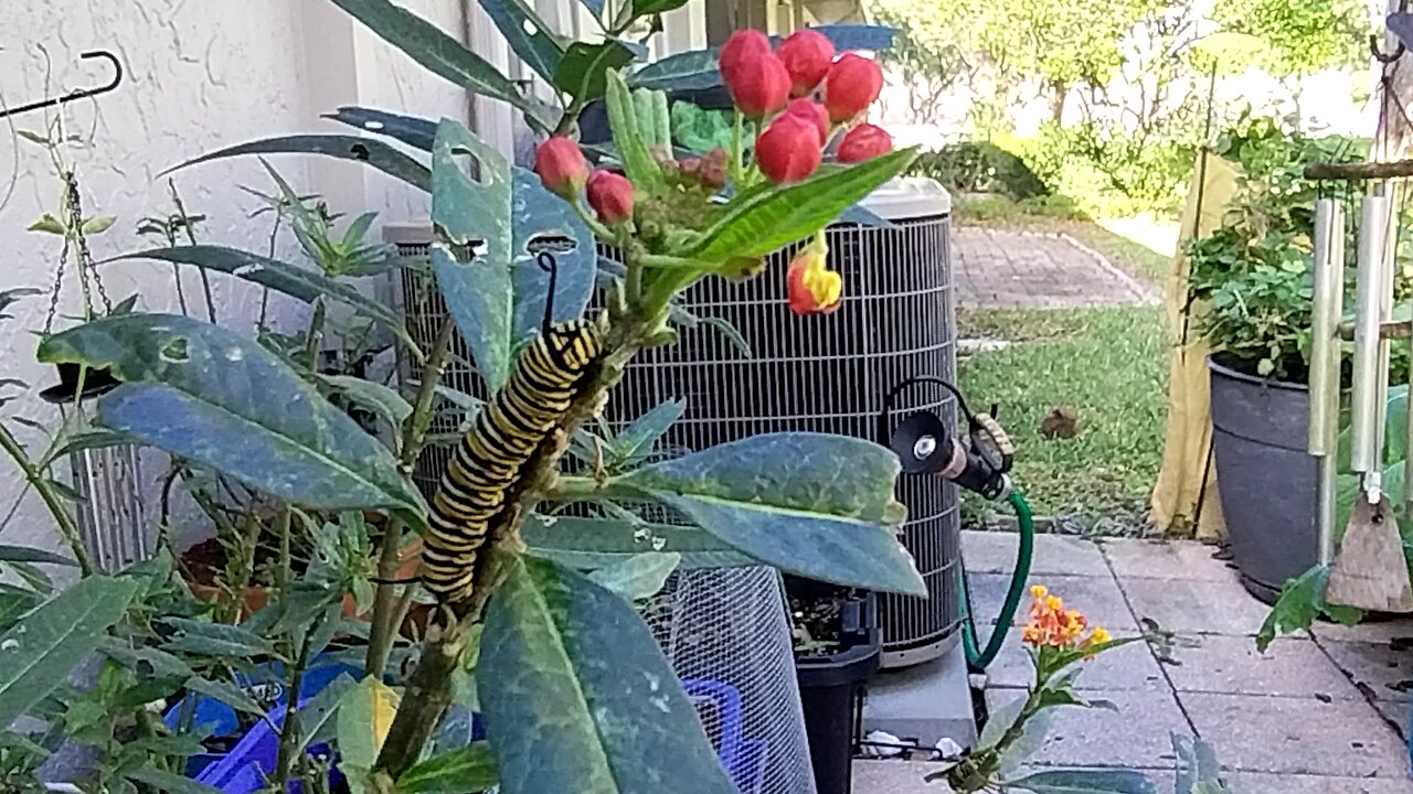 monarch butterfly in December in Florida monarchs