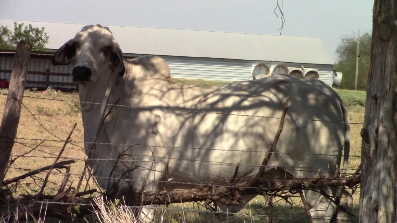 No Bull...Its Sunday