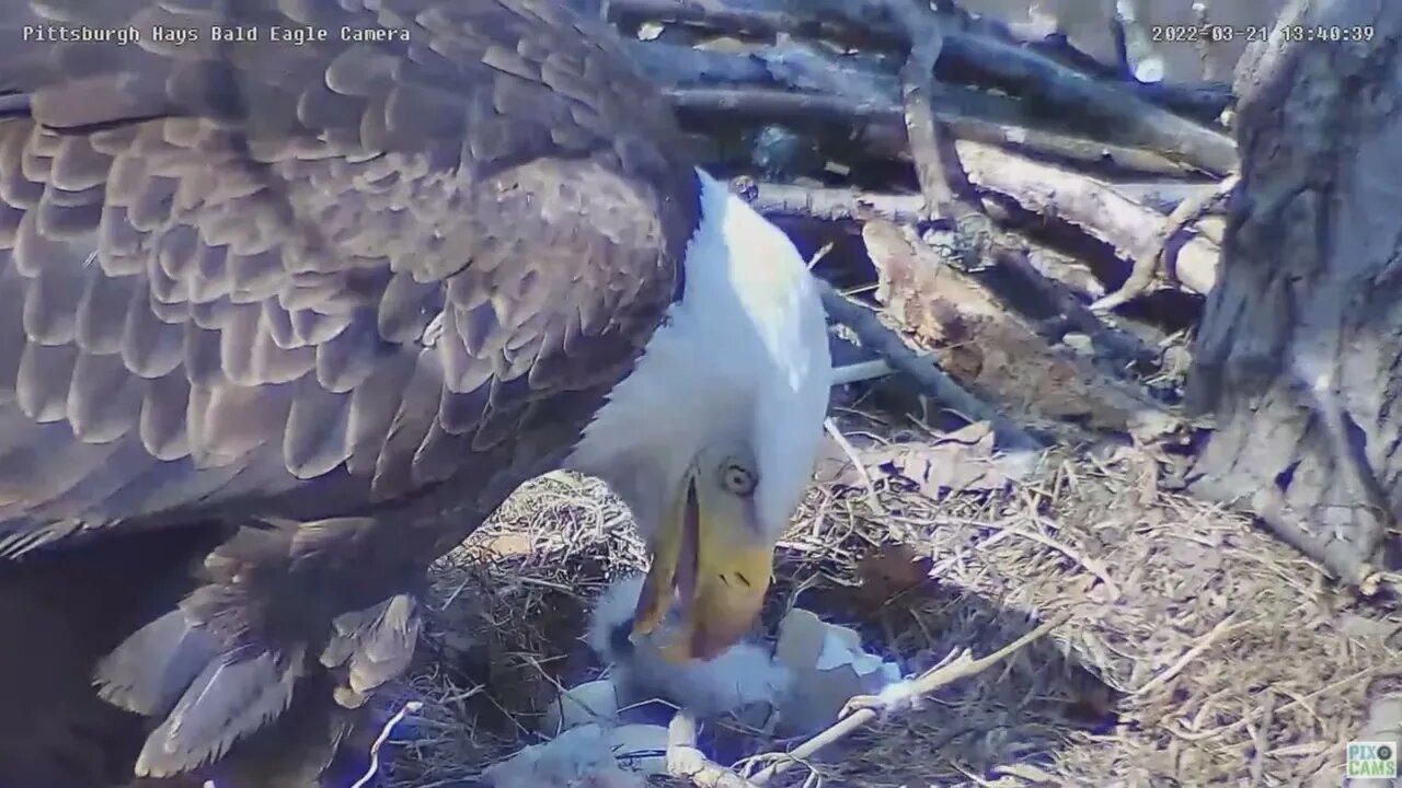 Hays Eaglet H16 gets first feeding from Mom 022 03 21 13 41 19 008