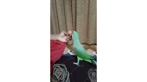 Cute Lovely parrot