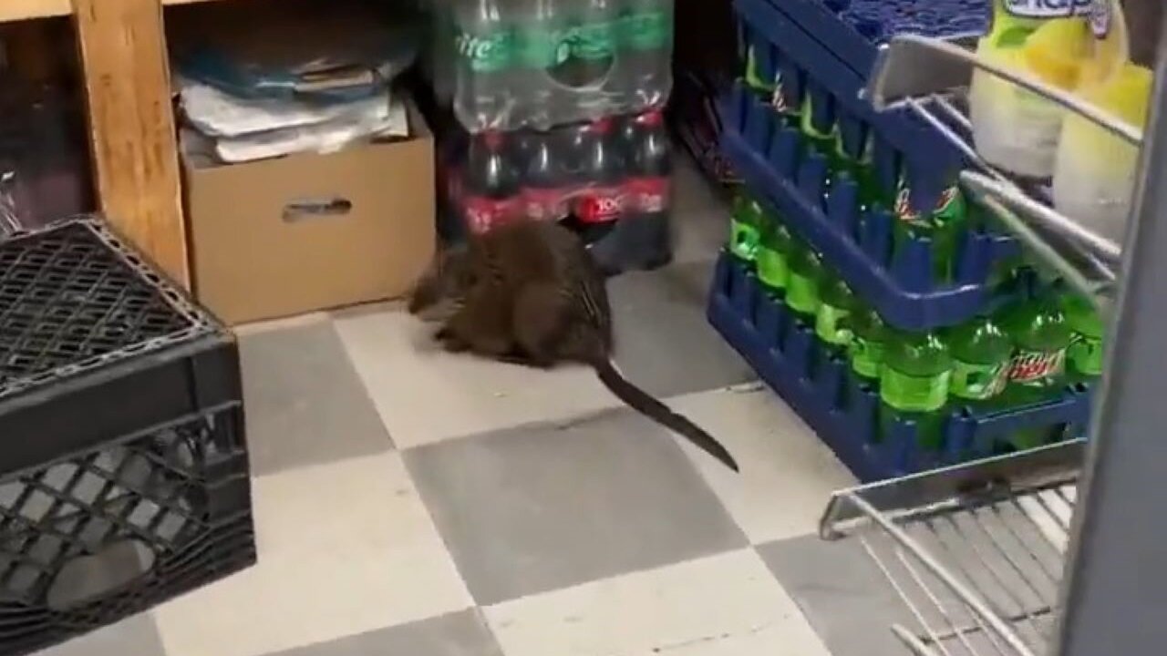 Giant Rat Filmed In New York And It Is NOT Fauci