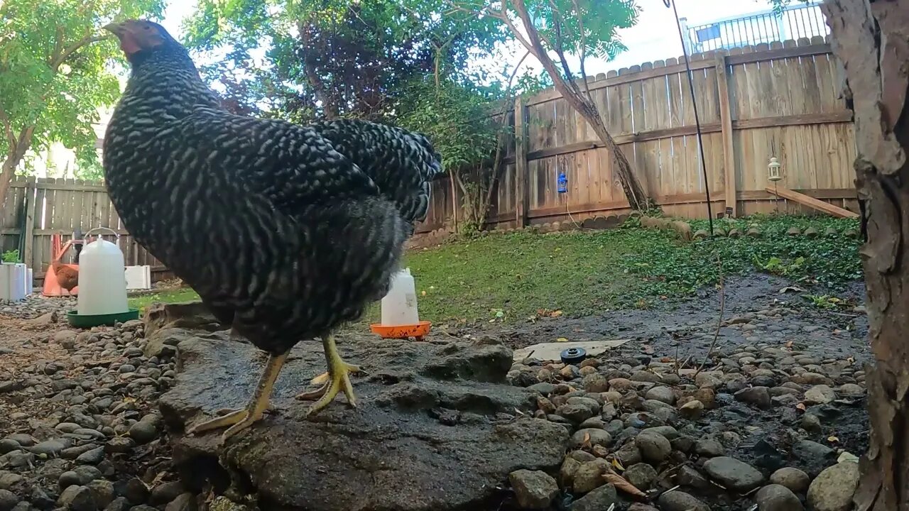 My Backyard Chickens - Episode 85