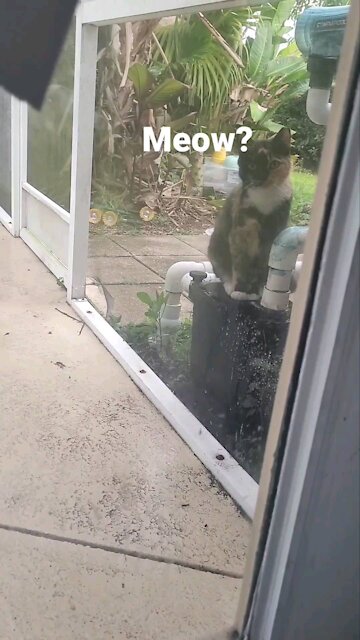 My Cat Hershel's outside friend.