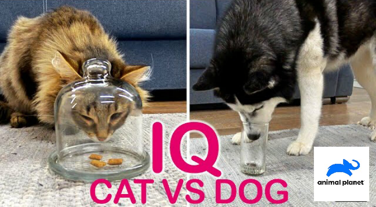 Is A Dog really smarter then A Cat?..