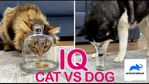 Is A Dog really smarter then A Cat?..