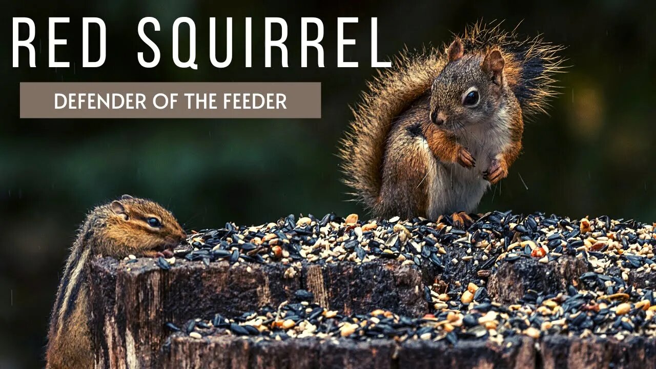 LISTEN: Red Squirrel Gives Warning Grunts at the Feeder