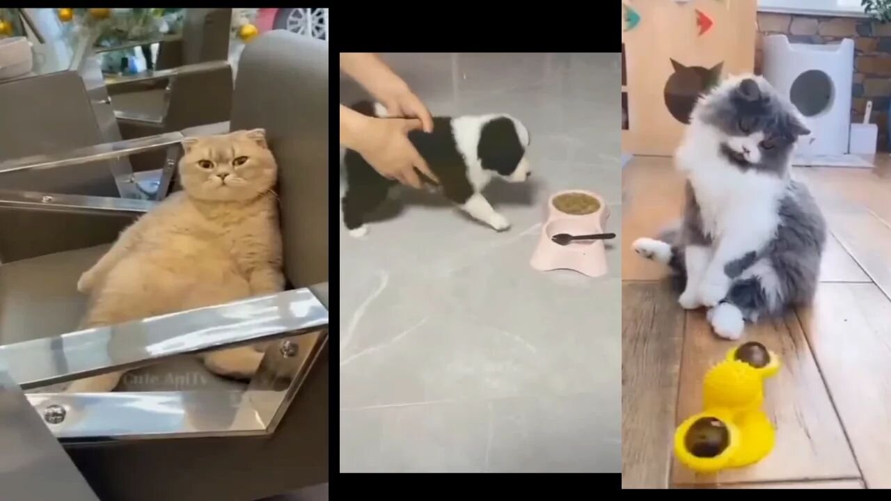 Cat funny video πΈπΈπΈπΈππππ