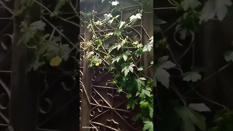 #gardening #kitchengarden#subscribe#trending #ytshorts #support #viralvideos #adventure#shorts