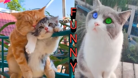 Baby Cat and Mother Cat Funny Viral Video 😂🤣 #cat #viral #trending #animal