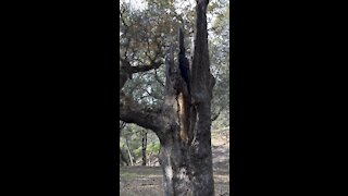 Fallen Oak with New Life