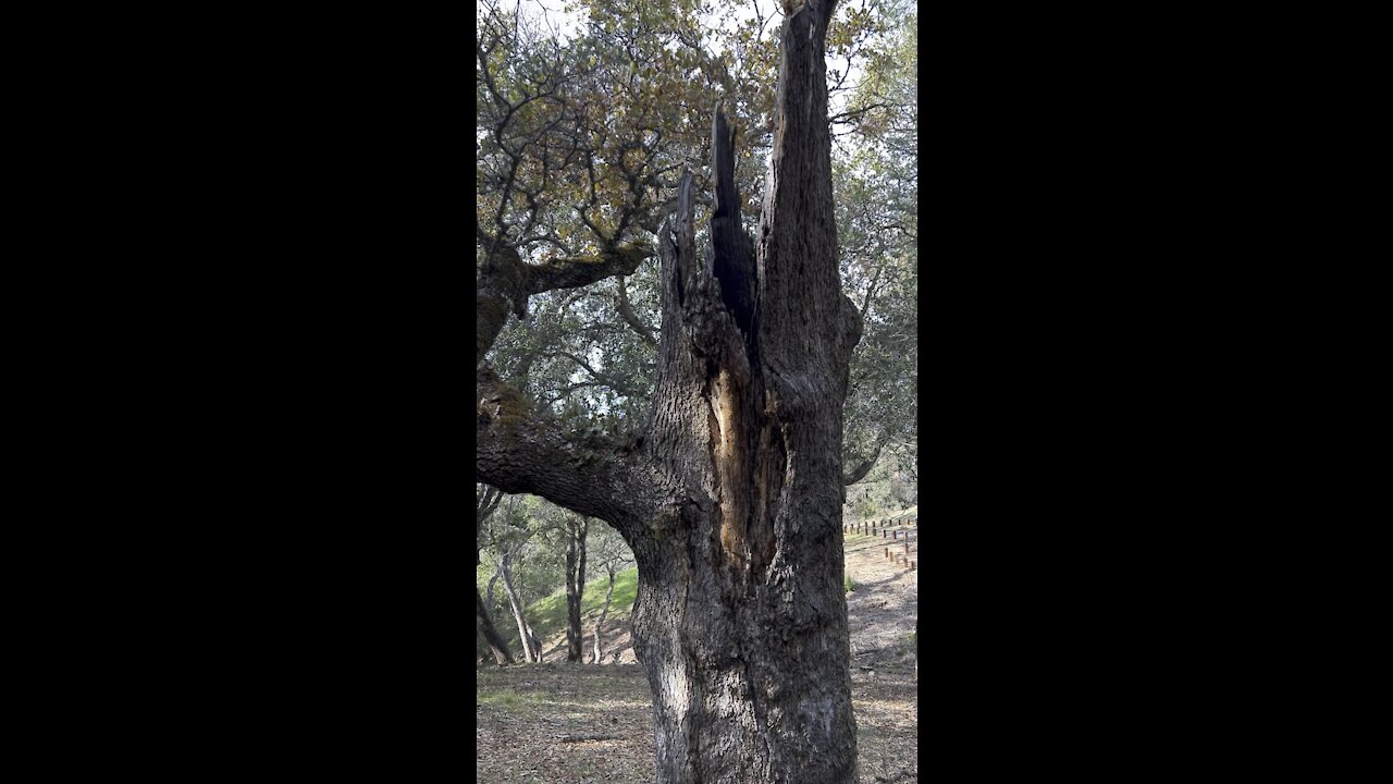 Fallen Oak with New Life