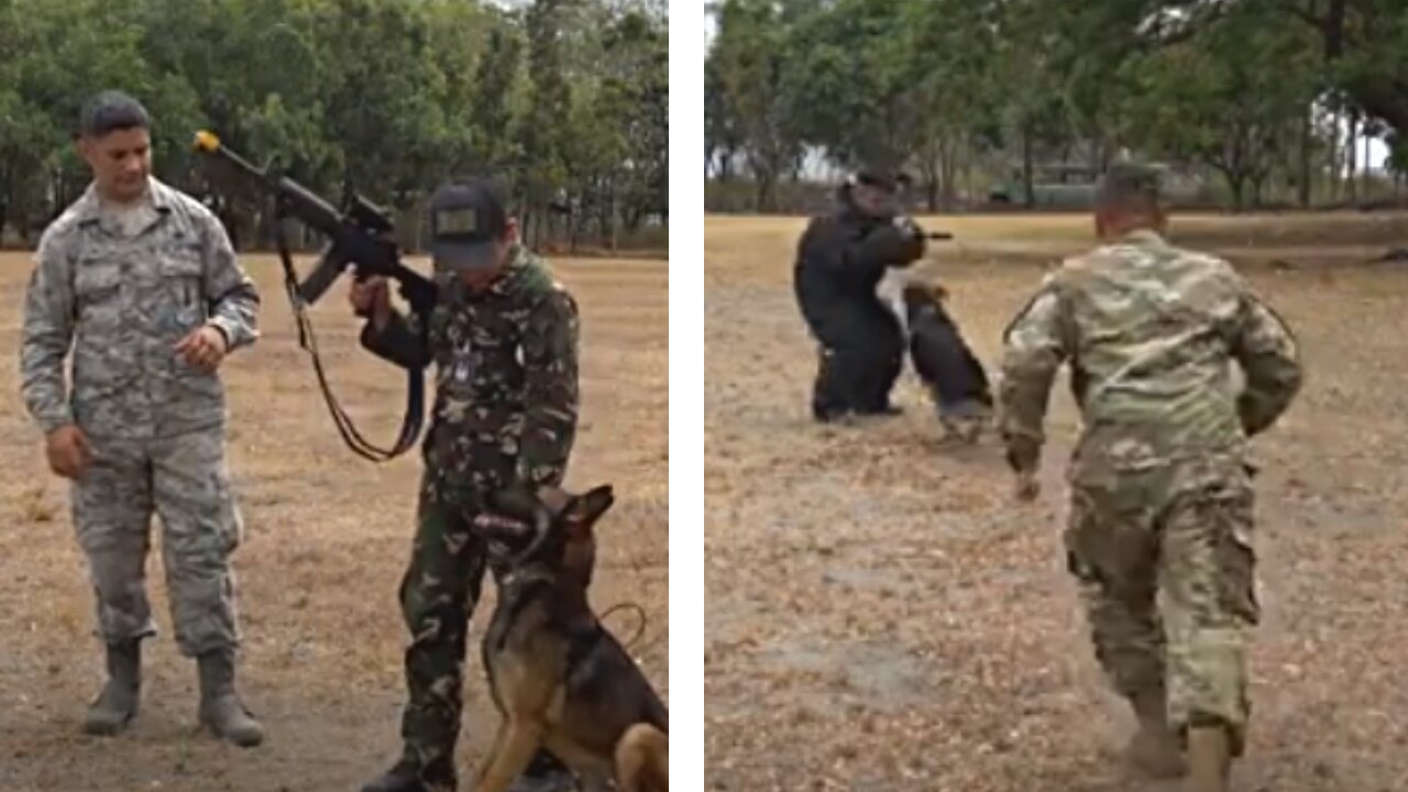 Training for working dogs in the military