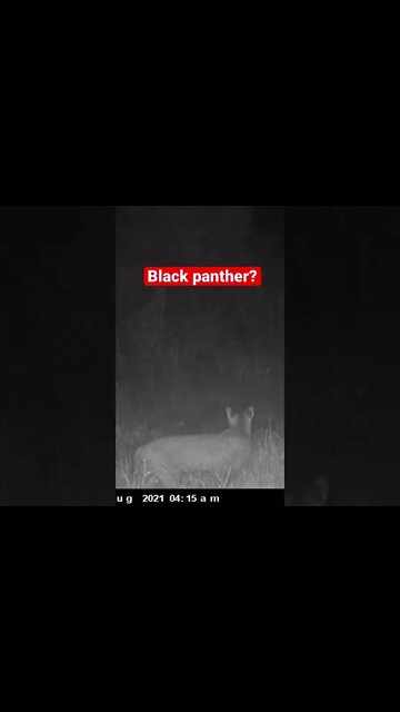 Big Cat on Trail Camera! (Black panther?) Moultrie delta cellular camera #moultrie