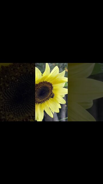 Bees on a Sunflower