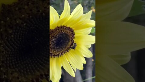 Bees on a Sunflower