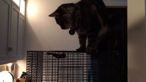 Cute Critter Turns The Table On A Cat