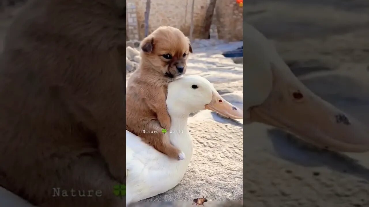 Dekhiye Kitani Pyari Jodi Hai ❤️Cute Animals👈