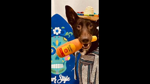 Lovely dog happy to have a new toy toy for his birthday