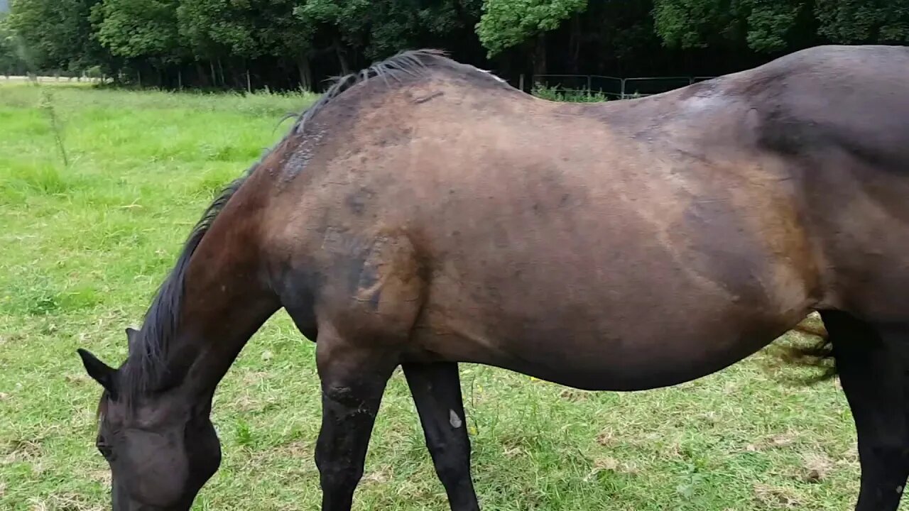 20190307_154742.mp4