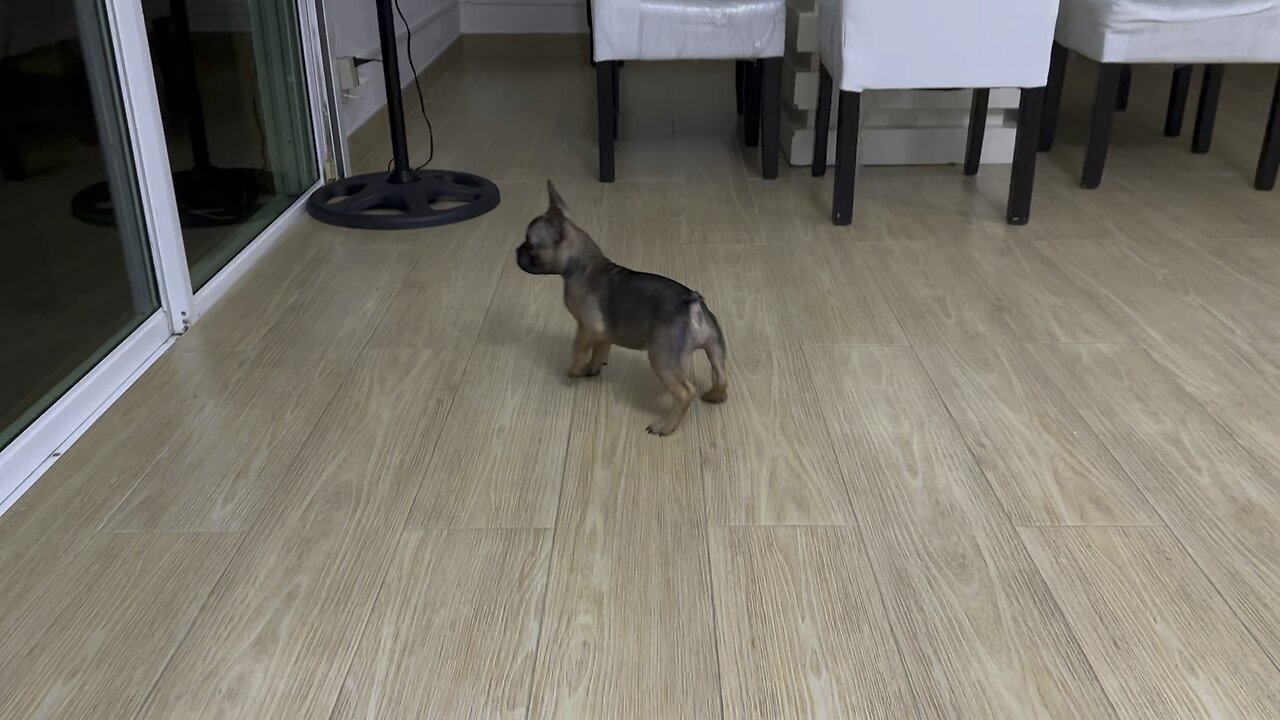 FRENCH BULLDOG PUPPY GOES CRAZY AT SEEING HERSELF IN THE MIRROR!