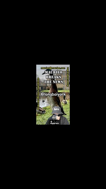 maurieo #shorts #longboiyork A VERY TALL DUCK