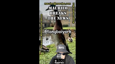 maurieo #shorts #longboiyork A VERY TALL DUCK